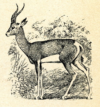 Grant's gazelle (Nanger granti)