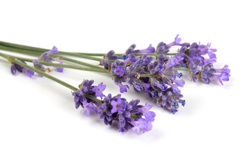 Fototapeta premium lavender isolated on white