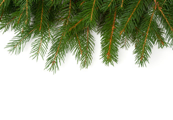 spruce branches