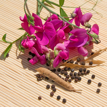 Wicken - Vicia