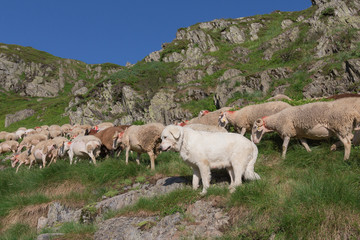 Fototapeta premium Sheepdog keeping sheep in France