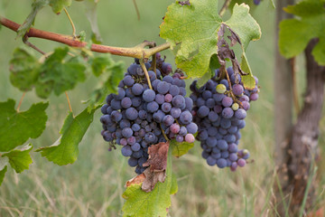 Vineyard
