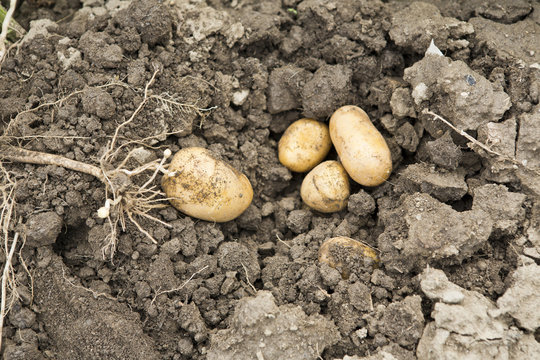 Potato Harvest