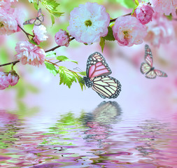 Pink flower of an Oriental cherry in and butterfly
