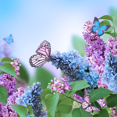 Branch of a multi-colored syringa, spring flowers - 55749664