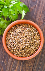 coriander