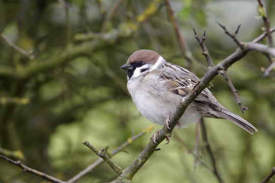 Tree sparrow, Passer montanus