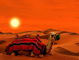 Zelfklevend Fotobehang Tourist camel on sand dunes in the desert © seqoya