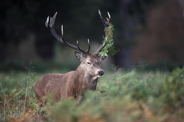 Obraz premium Red deer, Cervus elaphus
