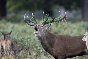Red deer, Cervus elaphus