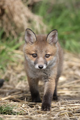 Red fox, Vulpes vulpes