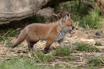 Red fox, Vulpes vulpes