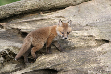 Red fox, Vulpes vulpes