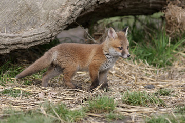 Red fox, Vulpes vulpes