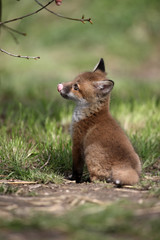 Red fox, Vulpes vulpes