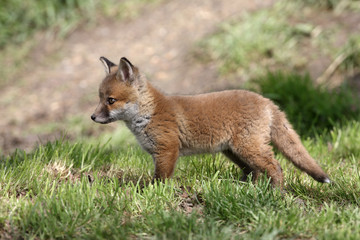 Red fox, Vulpes vulpes