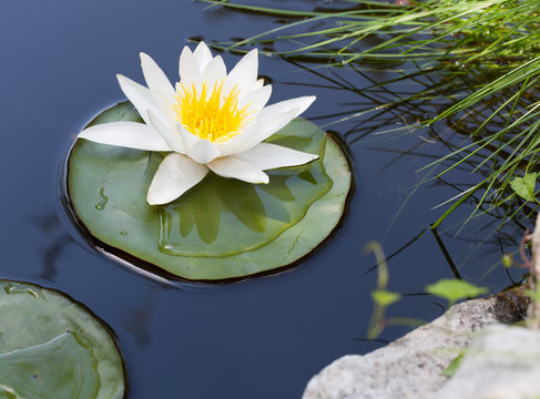 Fototapeta Water lily
