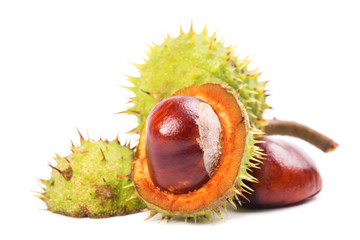 Chestnut with crust on a white background