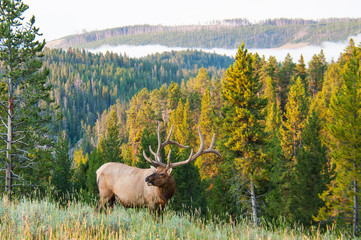 Morning Elk