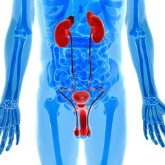 anatomy of human urogenital organs in x-ray view - 55751659