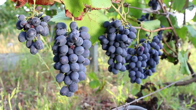 Ripe black grapes hanging on the vine, Ukraine.
