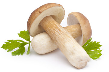 Borowik szlachetny - Boletus © mariuszdojs
