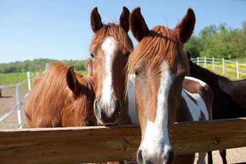 Naklejka premium Horses