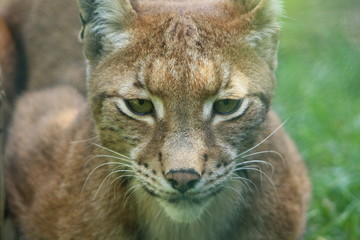 Eurasian Lynx, Lynx d'Europe