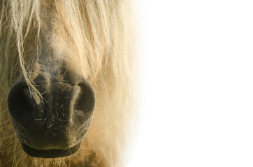 White pony. nose pony on white background