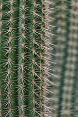 Cactus spikes closeup