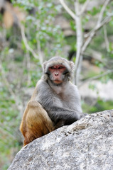 Tibetan monkey single