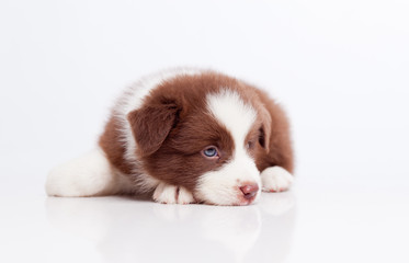 Border collie puppy
