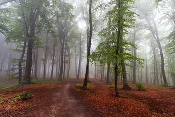 Beginning of autumn in the forest during a foggy day