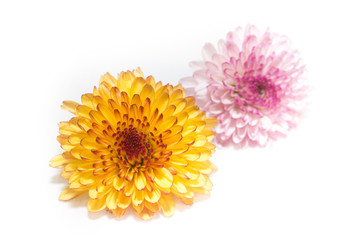 Pink and Yellow of Chrysanthemum Isolated On A White Background