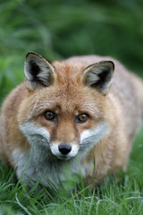 Red fox, Vulpes vulpes