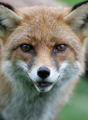 Red fox, Vulpes vulpes