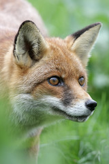 Fototapeta na wymiar Red fox, Vulpes vulpes