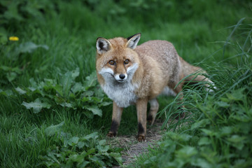 Red fox, Vulpes vulpes