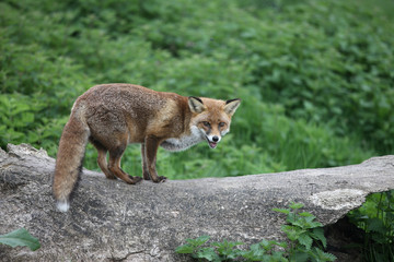 Naklejka na ściany i meble Red fox, Vulpes vulpes