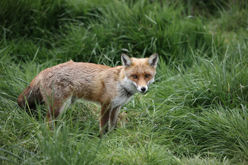 Red fox, Vulpes vulpes