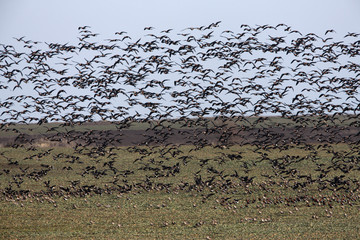 Red-breasted goose, Branta ruficollis