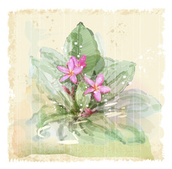 Frangipani flower (plumeria). Watercolor style.