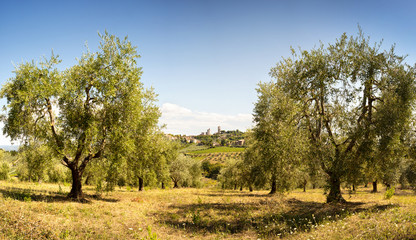Tuscan olive grove - San Giminiano