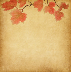 Naklejka na ściany i meble stary papier z liści jesienią
