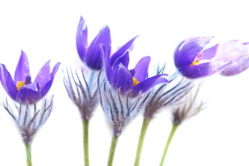 Violet flowers