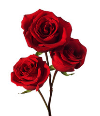 Obraz premium three dark red roses with water drops isolated on white