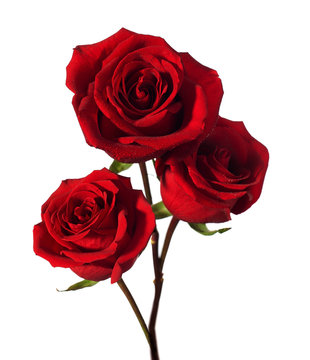 Fototapeta three dark red roses with water drops  isolated on white