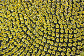 The surface large flower of sunflower