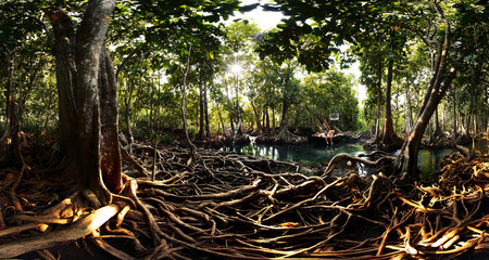Obraz premium Mangroves
