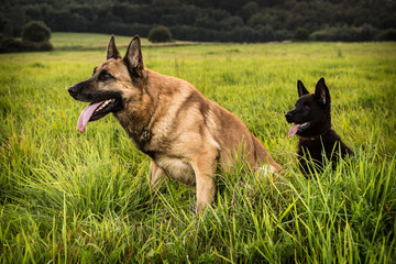 German Shepherd
